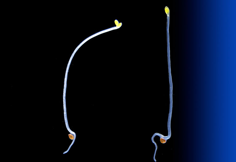 Very proud of the work of @Ganesh70085019 @martina_legris at @cig_unil with invaluable help from many others: Air channels create a directional light signal to regulate hypocotyl phototropism science.org/doi/10.1126/sc…