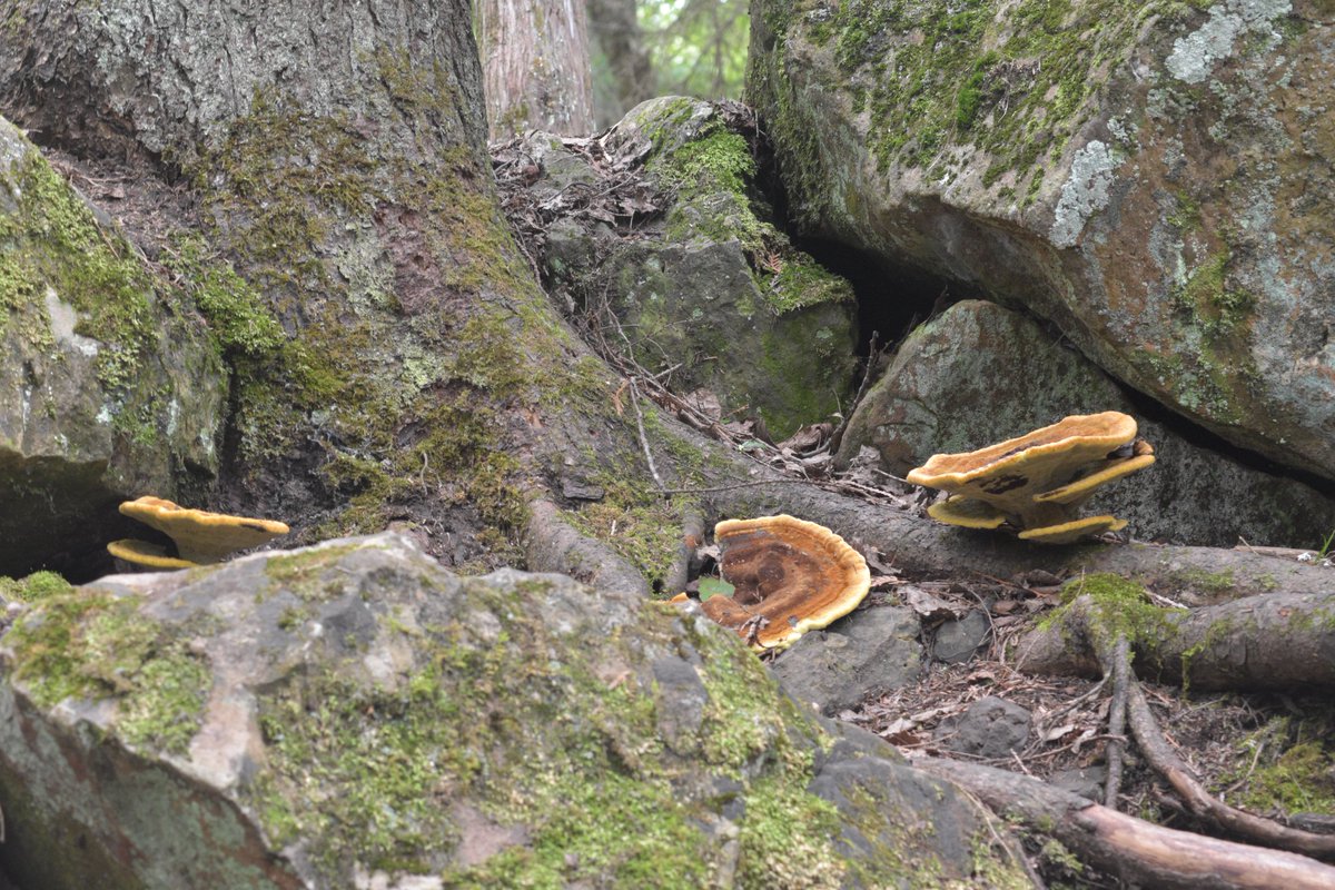 I found Dyer's Polypores early last spring (2022), where rock and tree became indiscernable from one another. 

About 20 feet from here, the waters at the very peak of Gabbro Falls roared.

#UpperPeninsula #Michigan #FungiFriday