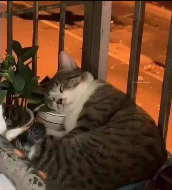 NoCatsNoLife_m's tweet photo. he grew up 🤣 https://t.co/RwuU2OIoWu