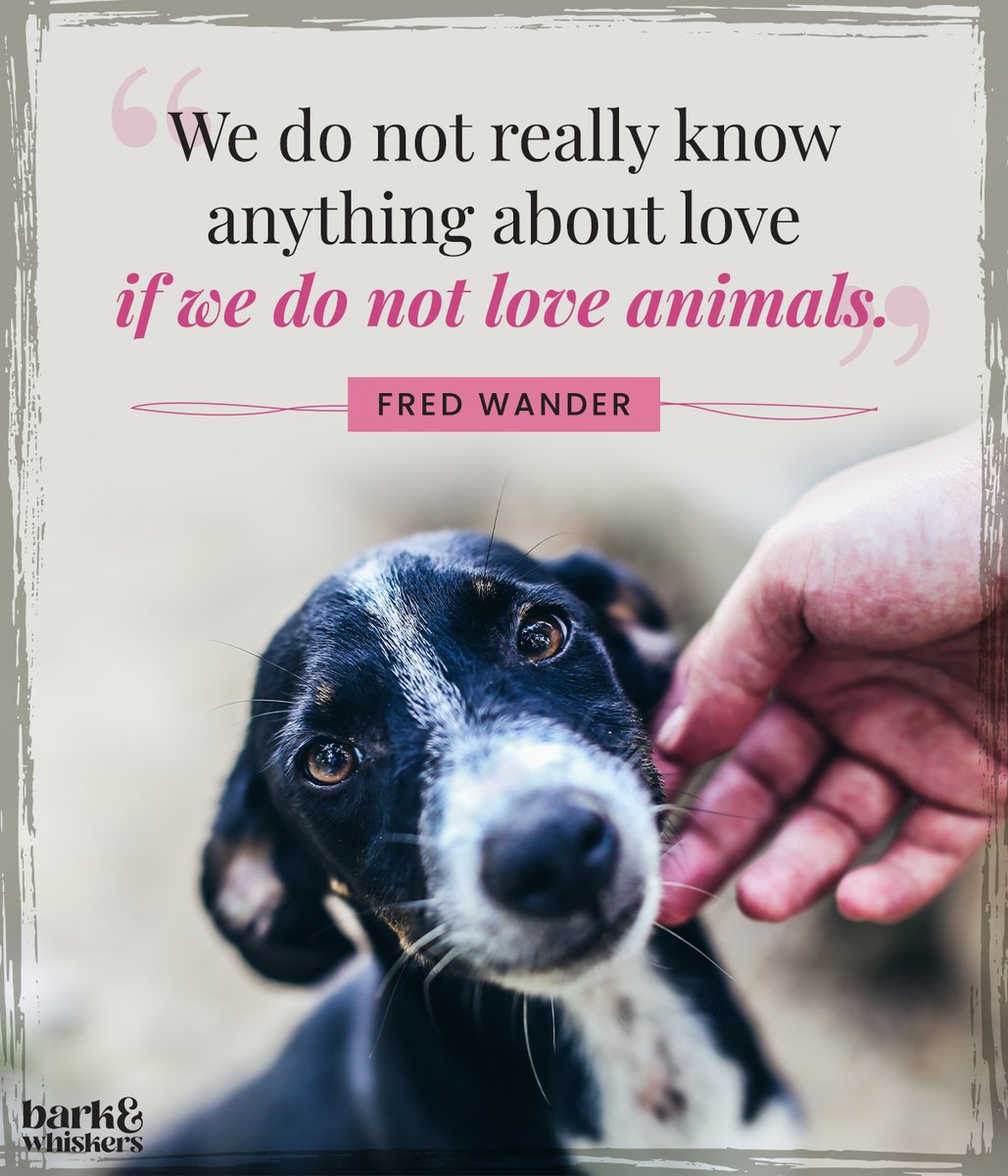 bark_whiskers's tweet image. Love animals; they deserve it.

#AnimalLover #AnimalQuotes #AnimalsOfTwitter #barkandwhiskers