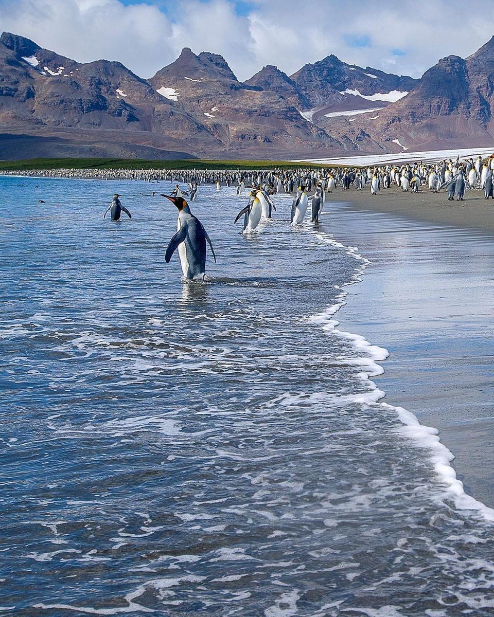 penguin_club09's tweet photo. Swimming time❤️🐧
#PenguinOfTheDay
#TeenFashion #PenguinTeens #PenguinStyle
#FlightToNowhere
#Penguins
📷https://t.co/Z2JZ4kPQM7 https://t.co/bZgfE87hDs