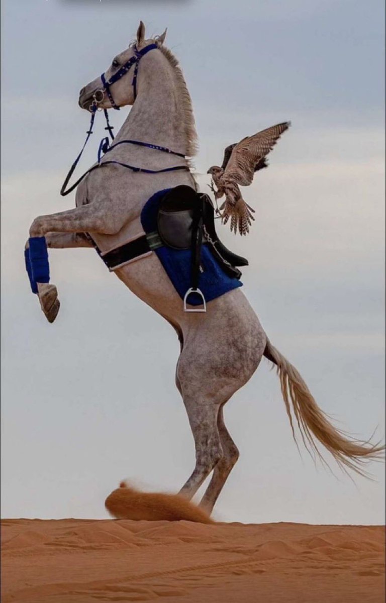 roohontha's tweet photo. من يحب الخيل يطرب بالصهيل..
ومن يحب الصقر قايد ما يقاد .. https://t.co/c7XaXR5Uhn