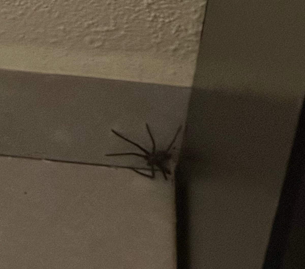 valeeriaberriel's tweet photo. Después de intentar matar esta araña como mil veces me di cuenta que realmente si les tengo pavor😩🥴 https://t.co/2uMRBfbpKJ