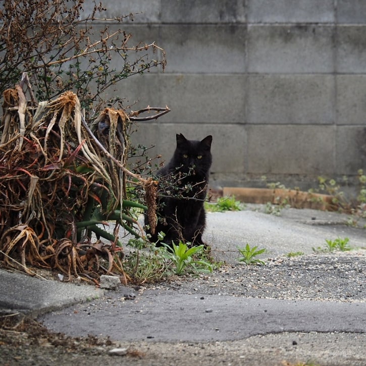 cider_73's tweet photo. こちらに興味津々🐈‍⬛

#猫 #猫写真 #外猫 #にゃんこ https://t.co/M2Y59TT9cN