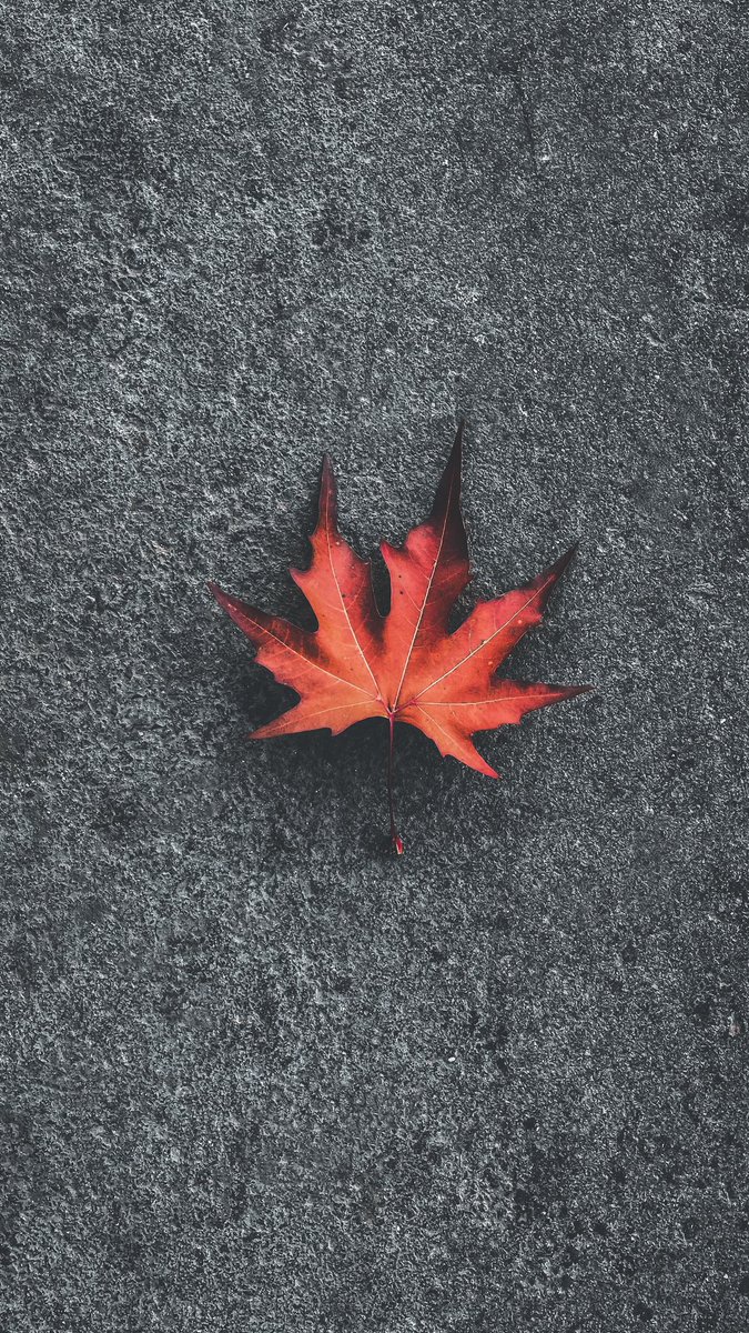 AzharMa50522382's tweet photo. Autumn reminds me of something that is still a mystery to me :) https://t.co/00MMrGZYye