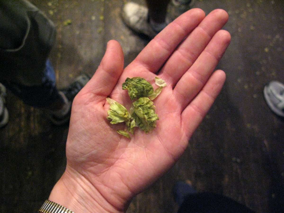 drinksmaven's tweet photo. Why everyone’s talking about the CF302 hop https://t.co/EeXGUfLr3g https://t.co/azlHrPEjZJ