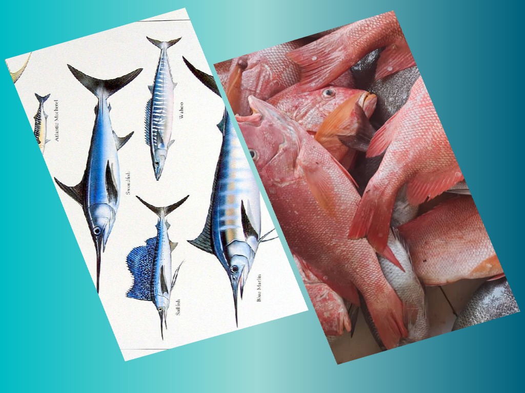 abdi_shakur1's tweet photo. It's interesting to learn that #Fisheries in #Somalia is divided into two based on targeted species. Qashaar: focuses on smaller species like #groupers, while the other type targets larger ones such as #tuna, #swordfish, and #sharks.

More info will follow™® https://t.co/aAGlbFFgkG
