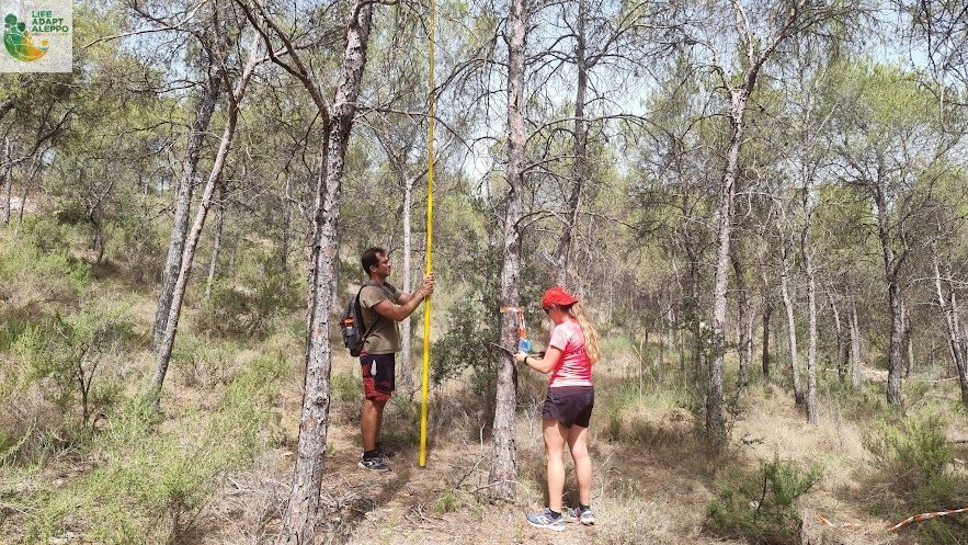 En #LIFE #Adaptaleppo se hacen muchos trabajos de #inventario en parcelas de Pinus halepensis: medición de radio de parcela, señalización de perímetro, marcaje de centro de parcela con estaca, toma de datos. 📝
<a href="/IEntornoNatural/">I.Entorno Natural</a> <a href="/agrestascoop/">AGRESTA S. Coop.</a> <a href="/EtsiamAb/">ETSIAMB ALBACETE</a> <a href="/UPV/">Universitat Politècnica de València</a> <a href="/RM_Agua/">Consejería de Agua, Agricultura, Ganadería y Pesca</a> <a href="/ETSEAFIV_UdL/">ETSEAFIV_UdL</a>