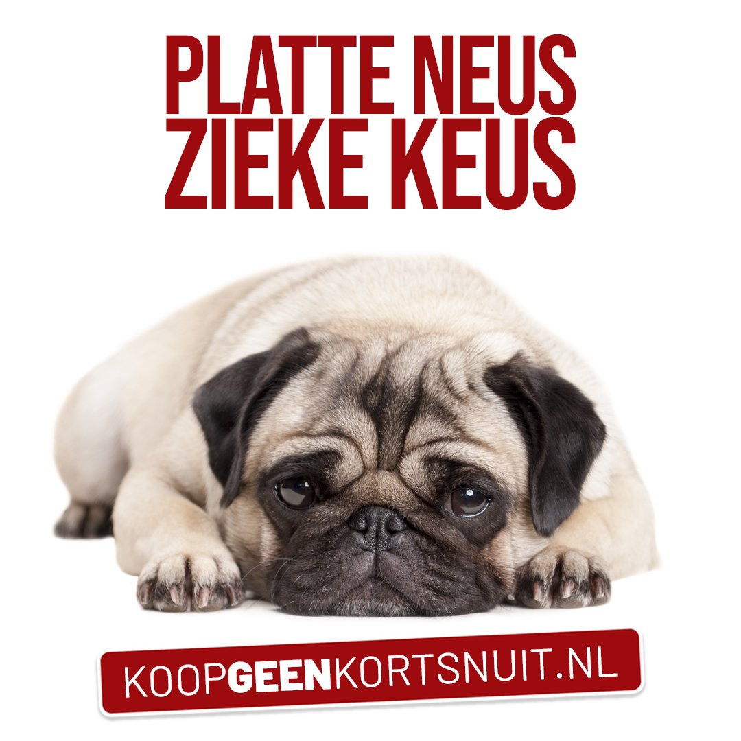 DierenLot's tweet photo. Alle honden hebben recht op ademruimte. Koop geen kortsnuit! 

Samen met dierenartsen en dierenwelzijnsorganisaties roepen we op om geen dieren aan te schaffen die bewust doorgefokt worden op extreme uiterlijke kenmerken: https://t.co/KNkDSHeWo5
#dierenleed https://t.co/NXUJT02qcR