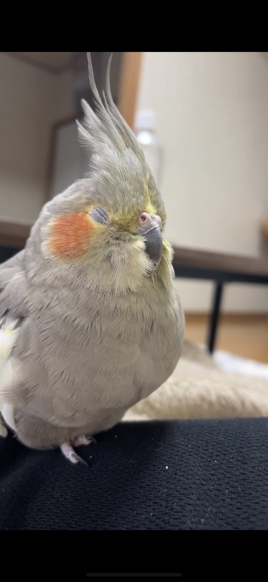bRn6lLkvCz4466's tweet photo. #拡散希望
#インコ捜索
#インコ保護
#オカメインコ

大切な家族のオカメインコのかめちゃんが、11/24(金)正午ごろ福岡県福岡市西区愛宕浜の自宅から誤って逃がしてしまい、行方不明になりました。

頬がオレンジ、身体は灰色、頭は黄色です。体長は25cm程です。
どんな情報でもいいのでお願いします。 https://t.co/XIIhBq9uUF