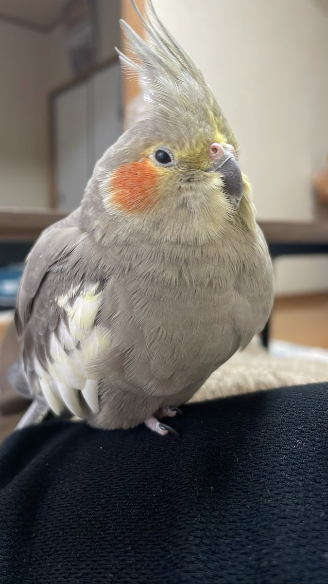 bRn6lLkvCz4466's tweet photo. #拡散希望
#インコ捜索
#インコ保護
#オカメインコ

大切な家族のオカメインコのかめちゃんが、11/24(金)正午ごろ福岡県福岡市西区愛宕浜の自宅から誤って逃がしてしまい、行方不明になりました。

頬がオレンジ、身体は灰色、頭は黄色です。体長は25cm程です。
どんな情報でもいいのでお願いします。 https://t.co/XIIhBq9uUF