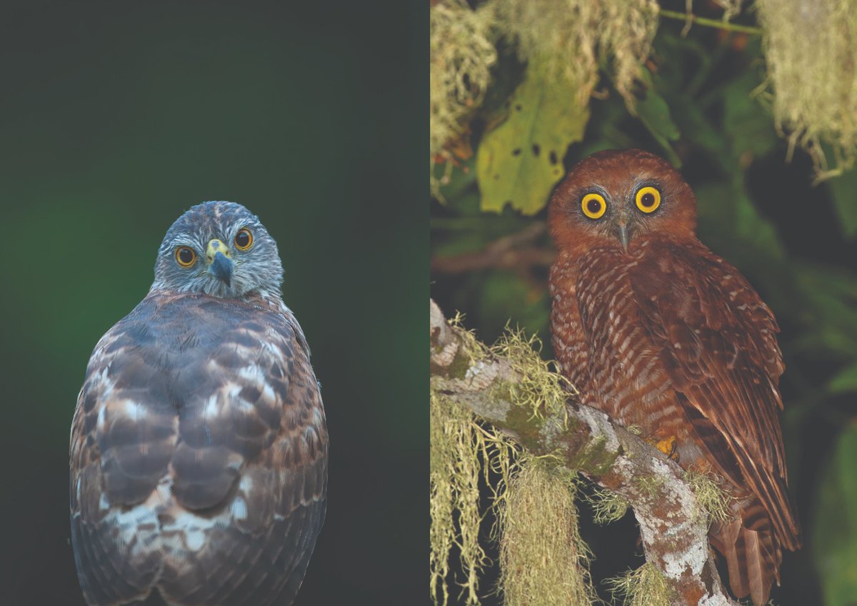 Our new research aims to better understand two threatened species: the Christmas Island goshawk and the Christmas Island hawk-owl.🦅🦉

We're learning more about their population sizes, habitat preferences, diet and genetic diversity. #ChristmasIsland

nesplandscapes.edu.au/projects/nesp-…
1/2
