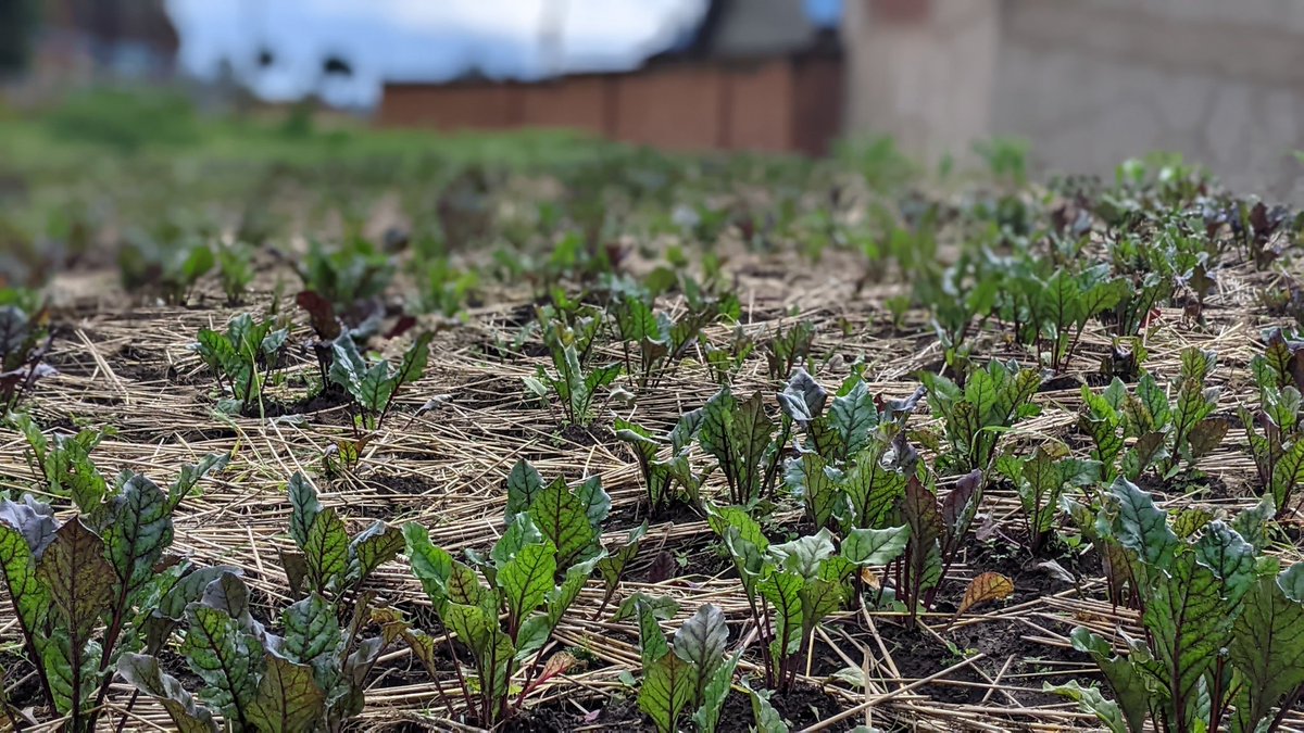 IAfazari's tweet photo. Soil conservation begins with mindful practices like proper irrigation, mulching ,cover cropping and crop rotation. These practices can contribute to preserving and enhancing the health of soil.
Farming🌱🌱🌱 https://t.co/tQKDUSYW91