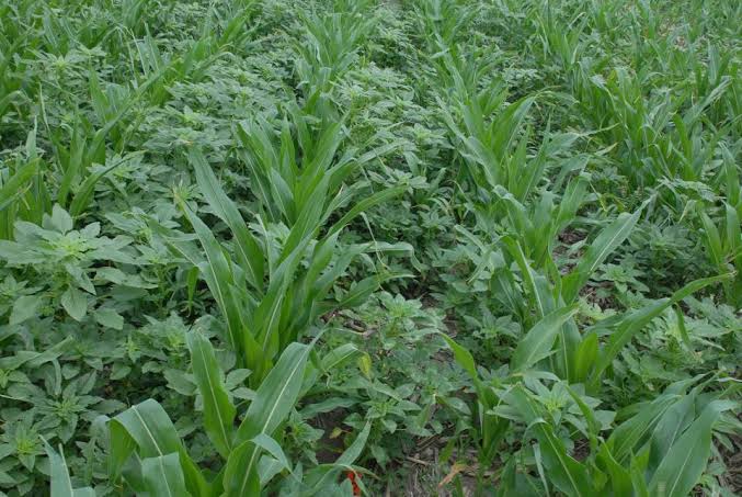 IAfazari's tweet photo. Soil conservation begins with mindful practices like proper irrigation, mulching ,cover cropping and crop rotation. These practices can contribute to preserving and enhancing the health of soil.
Farming🌱🌱🌱 https://t.co/tQKDUSYW91