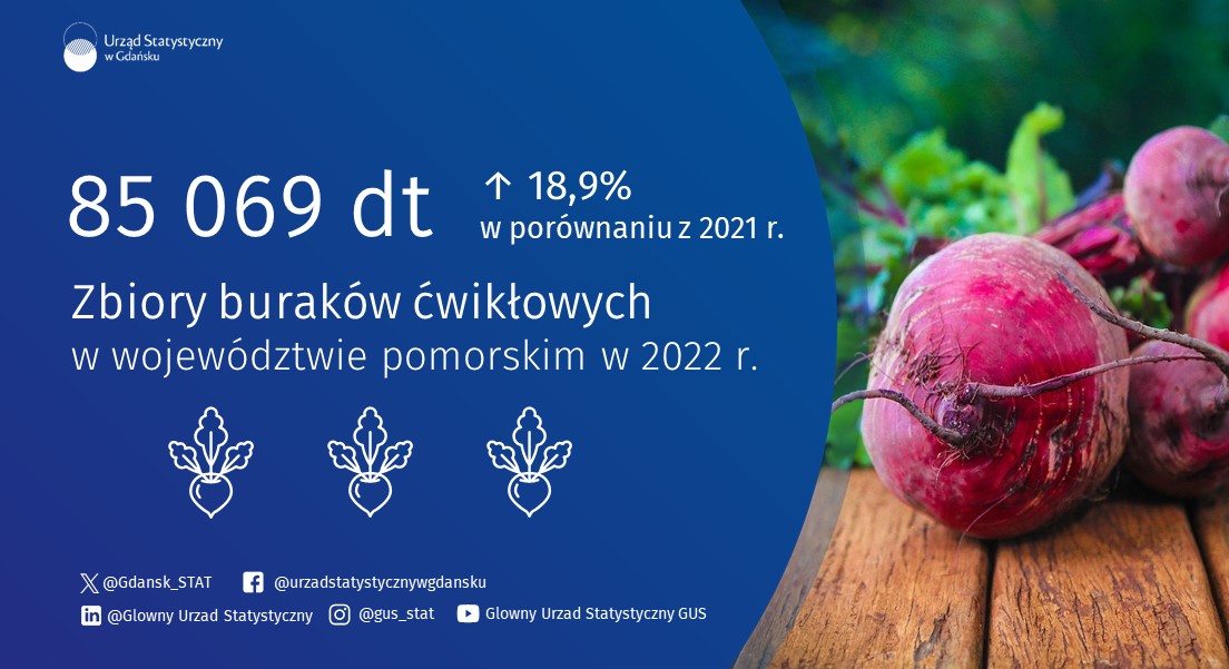 Dziś obchodzimy Dzień Buraka. 
Mają one pozytywny wpływ na nasz organizm. Zawarte w nich składniki mają działanie przeciwbakteryjne, przeciwwirusowe oraz przeciwstarzeniowe. 
Sprawdź uprawy #burak.ów w #pomorskie👇 tiny.pl/cw5xk
#rolnictwo @gdansk @MiastoGdynia @PODR_pl