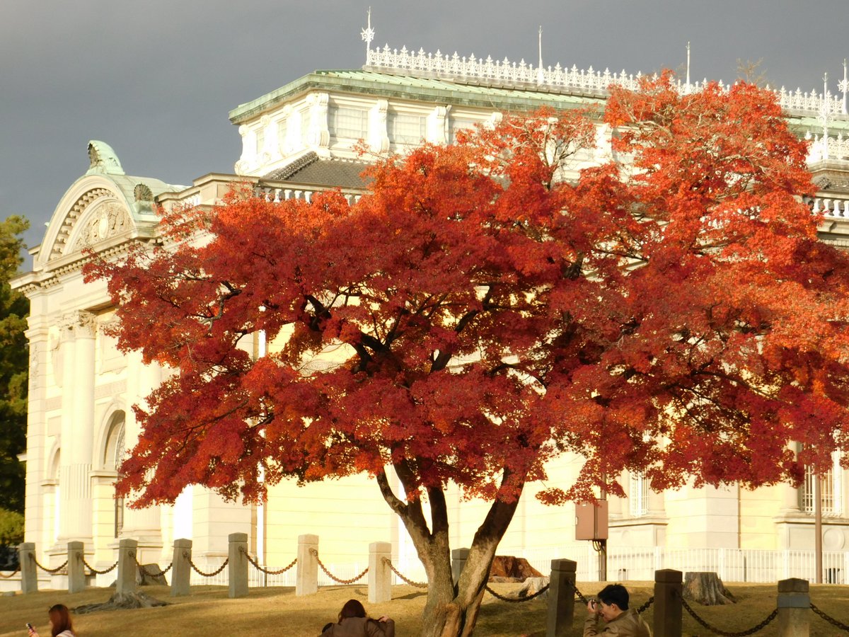 「本日の奈良公園の紅葉。Today's Autumn Color in Nara 」|米田仁士 Hitoshi Yonedaのイラスト