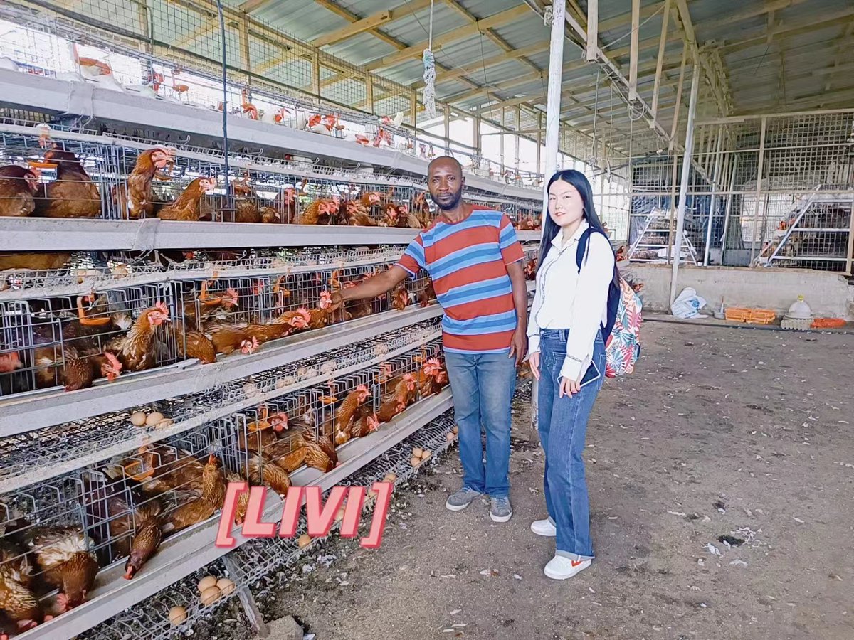 LiviCage's tweet photo. We recently visited our amazing customers in Africa and captured a video showcasing our state-of-the-art A-type layer cages.

#PoultryEquipment #PoultryFarming #Africa #Nigeria #zimbabwe #Ghana #Uganda #Zambia #Kenya
#LayerCage #LayerChickenFarm #layercage #eggbusiness https://t.co/TNLJREgSvh