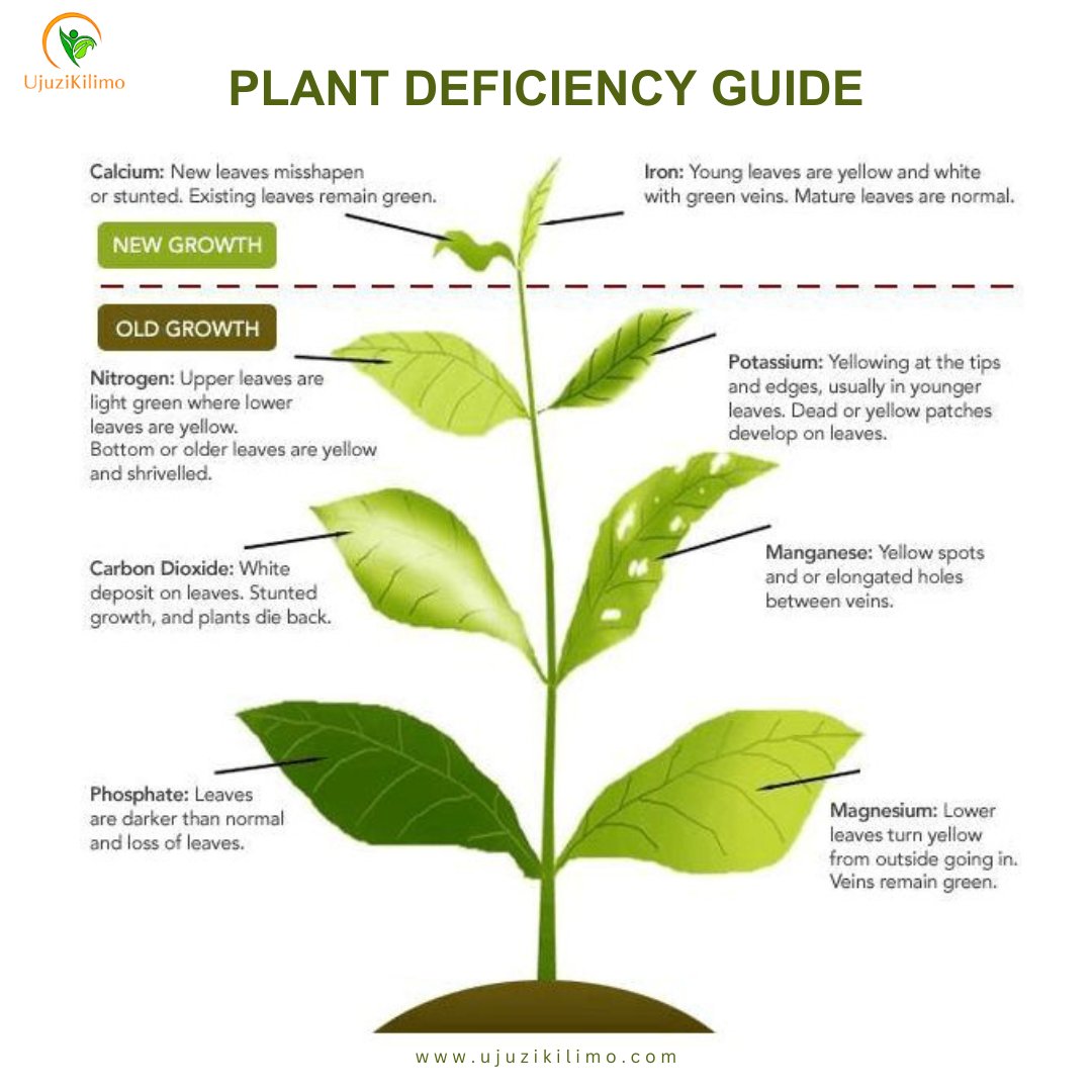 UjuziKilimo's tweet photo. Plants, just like humans, need a balanced diet to thrive. Here are some common nutrient deficiencies in plants and their symptoms.
#Ujuzikilimo #soilhealth #SoilTestingRevolution #intergratedsoilfertilitymanagement #FoodSecurity #CropManagement #plantdeficiency https://t.co/BwY2o8CsBV