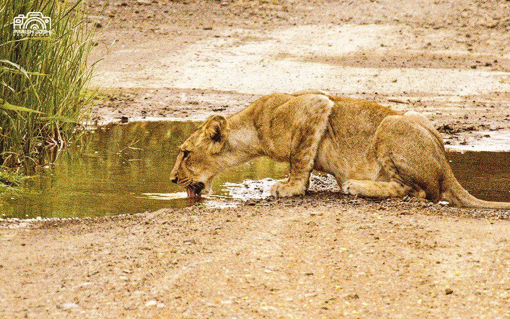 parishjoshi's tweet photo. In early morning #SubAdult Lion is quenching thirst from the flowing water in #GirnarWildlifeSanctuary.
#AsiaticLion #Junagadh #Klickers #IndiAves #TwitterNatureCommunity #ThePhotoHour #CanonIndia @CCF_Wildlife @JunagadhCcf @DCF_Junagadh @DcfGirsomnath @dcfsasangir @LIONLOVERS5 https://t.co/enR1nqezZ1
