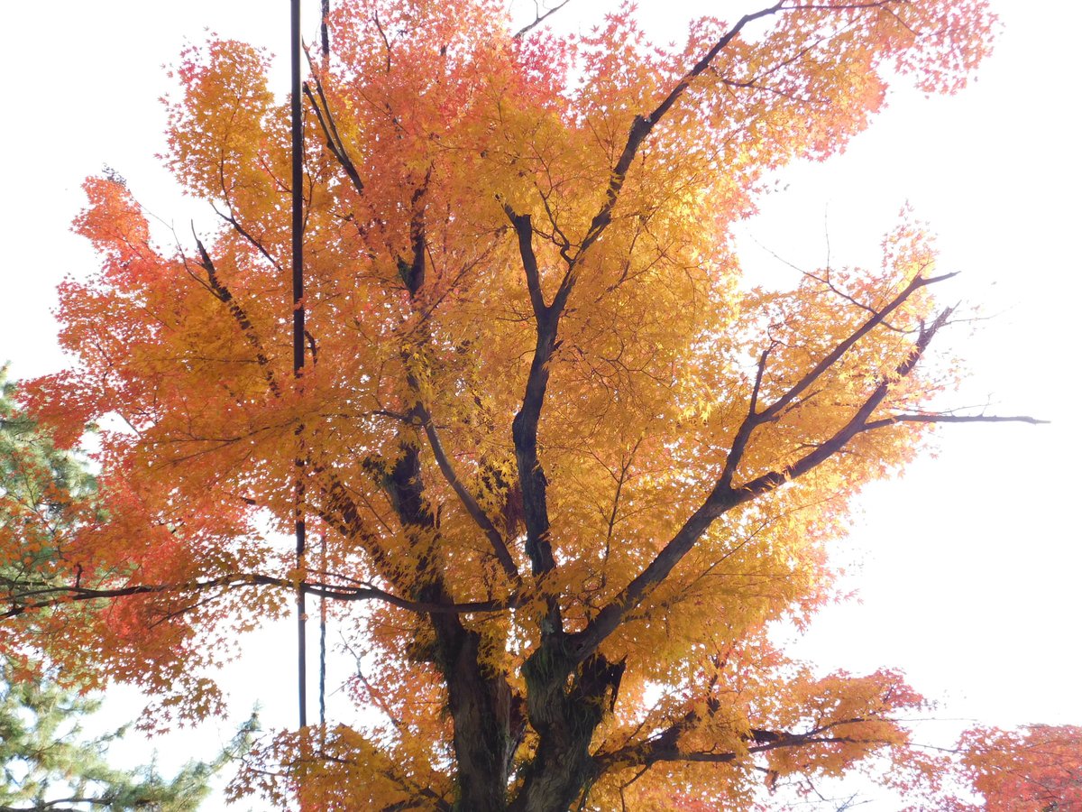 「本日の奈良公園の紅葉。Today's Autumn Color in Nara 」|米田仁士 Hitoshi Yonedaのイラスト