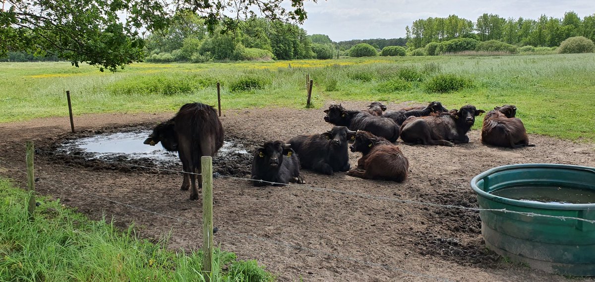 maantien's tweet photo. Op #BlackFriday mogen de #pubers van @DeStoerderij natuurlijk niet ontbreken
#WaterBuffels
leuk initiatief van
@jolandabrwr https://t.co/lAFxkUbh30