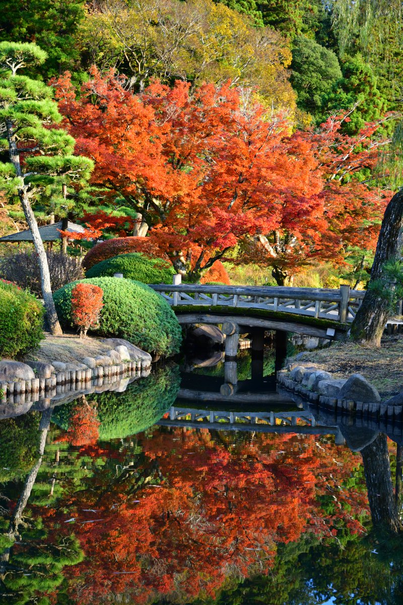 kairakuen_ibrk's tweet photo. 偕楽園は、もみじ谷だけでなく本園の方も紅葉が見頃です✨
吐玉泉付近や、好文亭周辺が色づいています。
こちらもぜひ散策してみてください🍁
#水戸 #茨城 #偕楽園 #紅葉 https://t.co/RWsHa7p2VQ