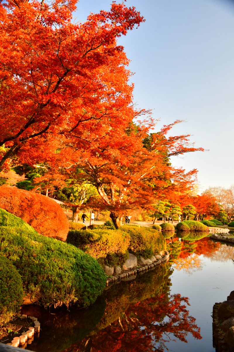 kairakuen_ibrk's tweet photo. 偕楽園は、もみじ谷だけでなく本園の方も紅葉が見頃です✨
吐玉泉付近や、好文亭周辺が色づいています。
こちらもぜひ散策してみてください🍁
#水戸 #茨城 #偕楽園 #紅葉 https://t.co/RWsHa7p2VQ