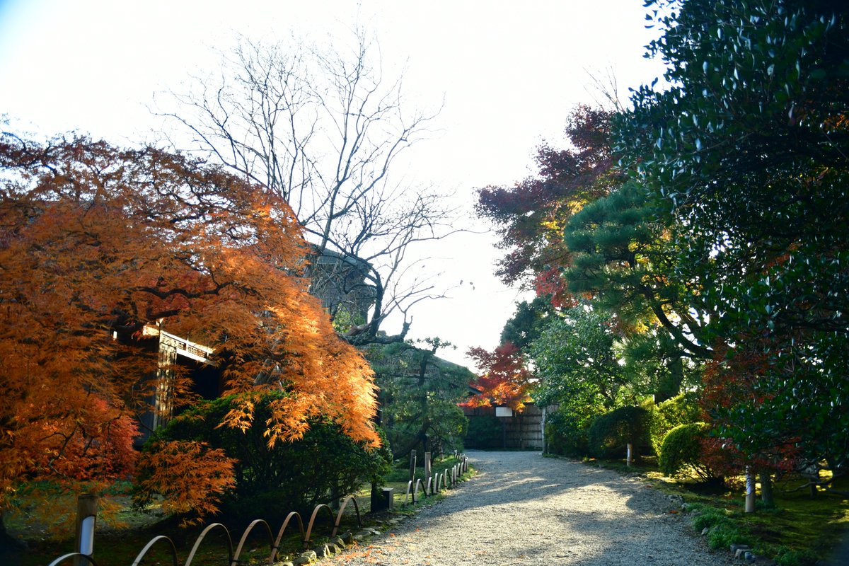 kairakuen_ibrk's tweet photo. 偕楽園は、もみじ谷だけでなく本園の方も紅葉が見頃です✨
吐玉泉付近や、好文亭周辺が色づいています。
こちらもぜひ散策してみてください🍁
#水戸 #茨城 #偕楽園 #紅葉 https://t.co/RWsHa7p2VQ
