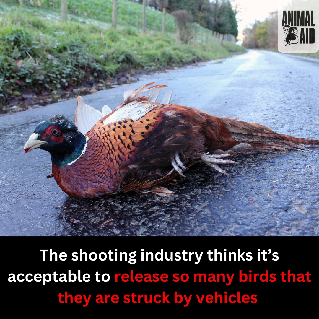 AnimalAid's tweet photo. Friday activism!

➡️ Please share this post to help spread awareness of the harm the shooting industry does to animals and the environment.
➡️ We also have this petition – please sign it and share it ➡️
https://t.co/AK5jNjOOdR
 
Thank you for caring.
#BanBloodsports #BanShooting https://t.co/XQroi5enqx