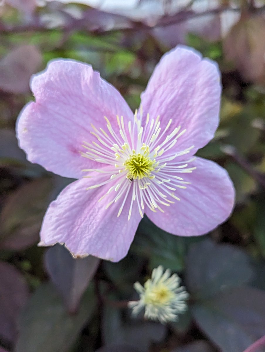 Clematis - 'Montana'
Doesn't know what season were in!
Randomly popping out a few unexpected beautiful blooms.
🌿 🌸 🌿 🌸 🌿 🤗
#FlowersOnFriday #PinkFriday #gardening