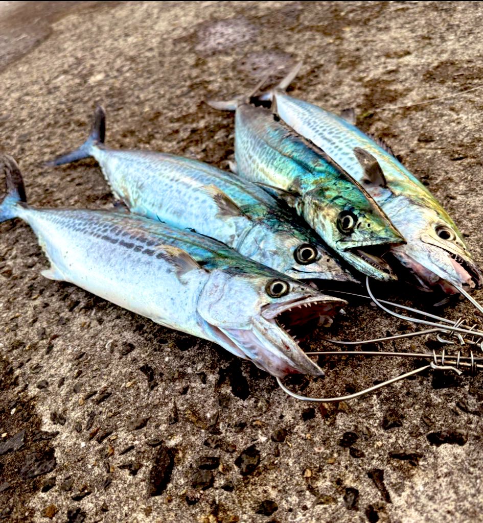 男友達が人工島行ったら
既に場所取りしてる人達が居るとの事:( ;´꒳`;)

そこまでしないと祭り会場には入れないの？