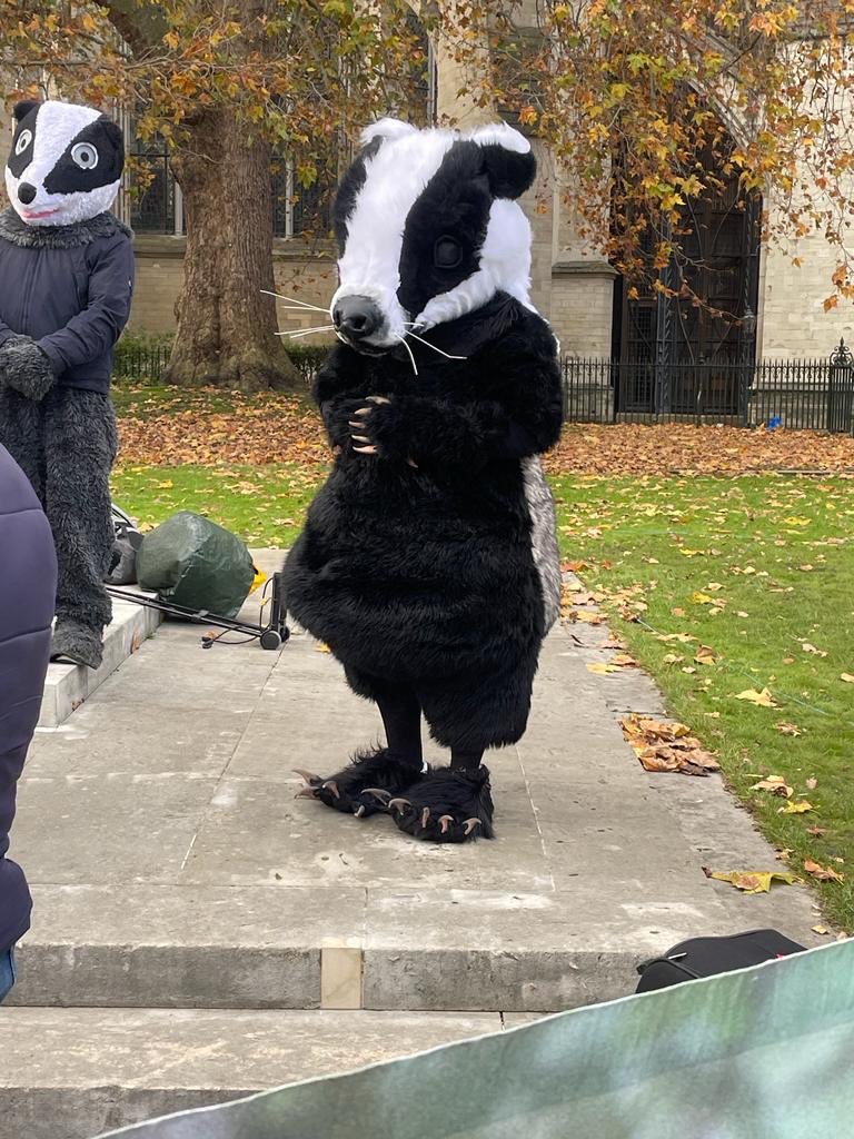 Great turnout from badger supporters around the country in Westminster to support Betty Badger's protest against the #badgercull @badgertrust
Including this amazing badger #endthecull