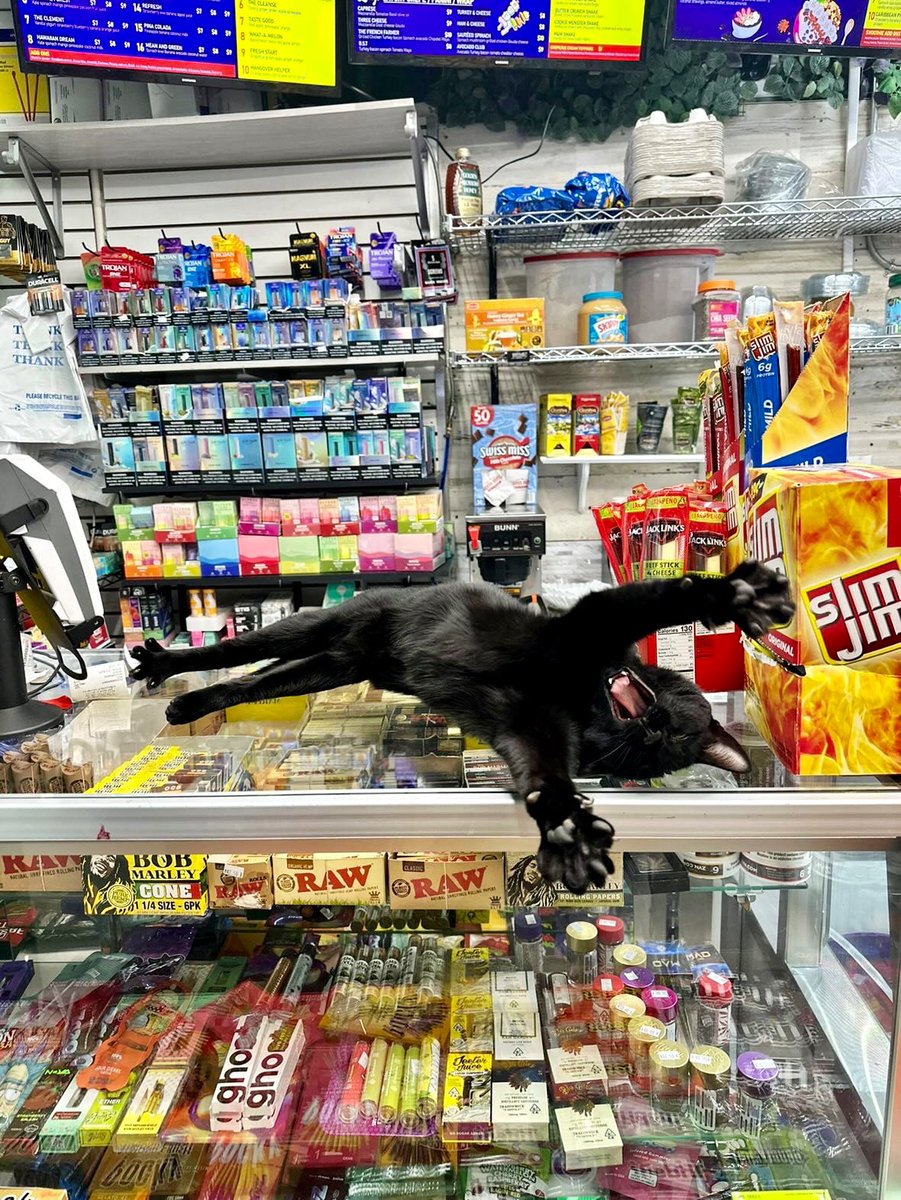 Bodega Cats (@bodegacats_) on Twitter photo 