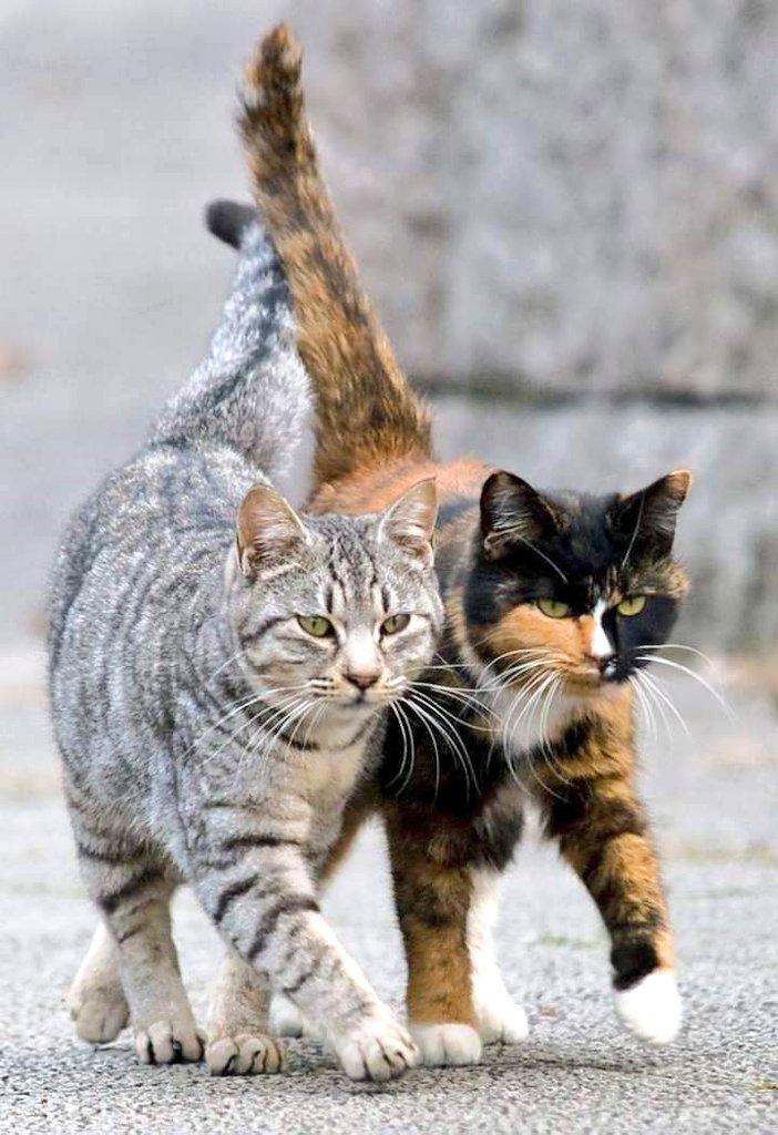 Beste Freunde... 🐈🐈‍⬛ 

#CatsOfTwitter