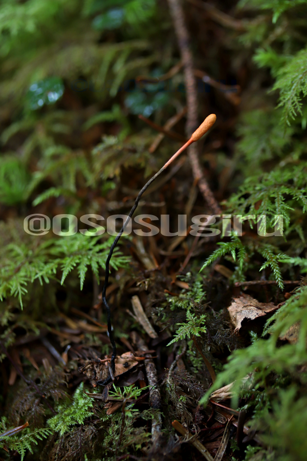 「ウチの「Ophiocordyceps nutans (カメムシタケ)」擬人化のキ」|oso 的キノコ擬人化図鑑のイラスト