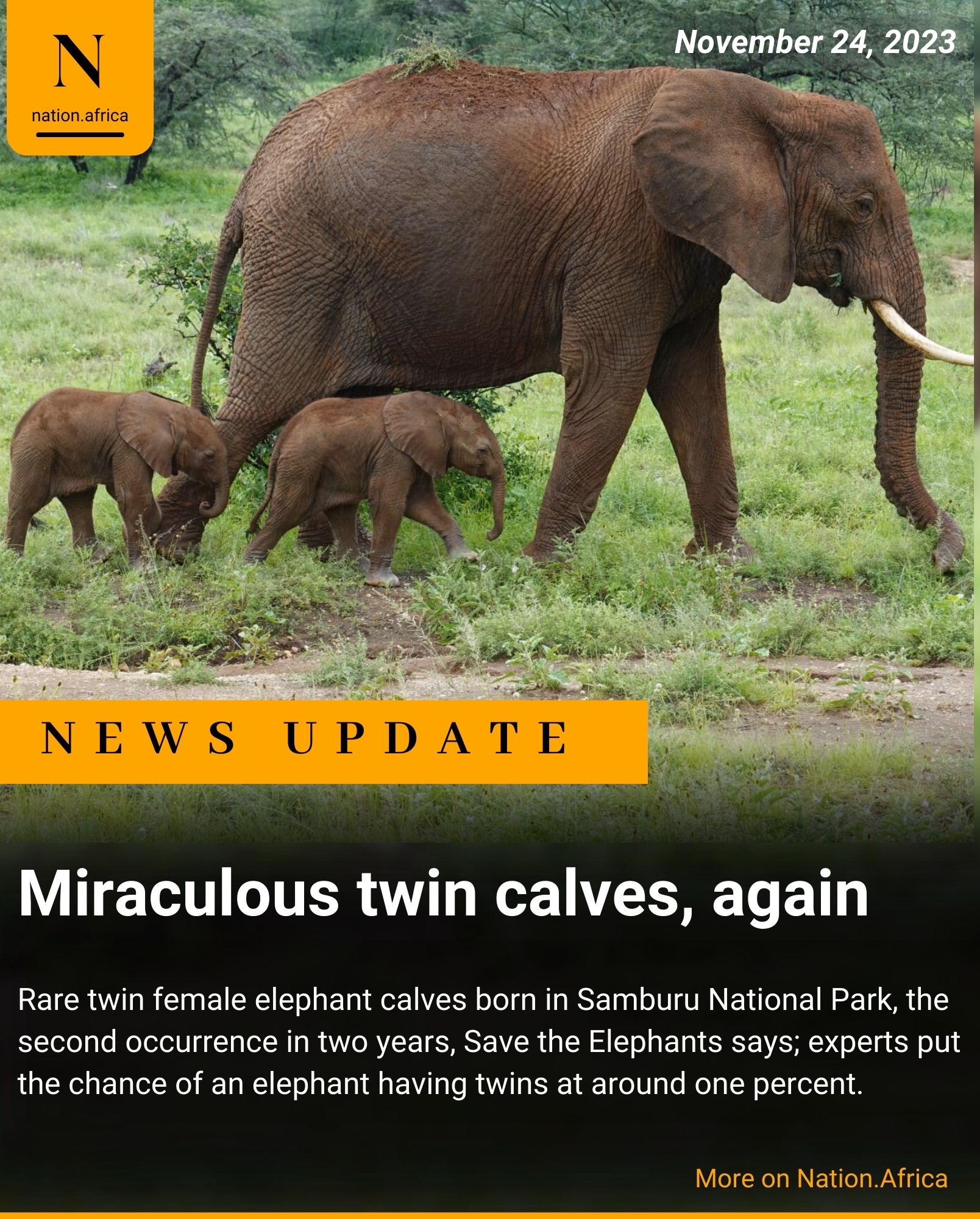 Double joy': Rare elephant twins born in Kenya's Samburu National