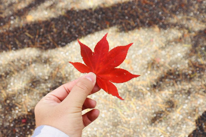 「holding leaf maple leaf」 illustration images(Latest)