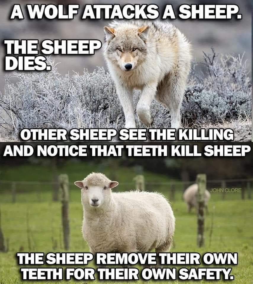 averageenoch's tweet image. Saw this today and immediately thought of the people wanting to take legal firearms ownership away, such as @GunFreeSA 

Do you think the wolf removed his teeth?

Sheep without teeth does not change a wolf with teeth into anything different.