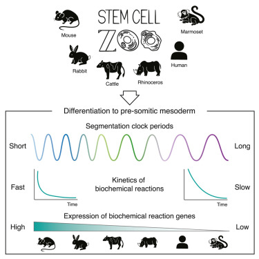 CellPressNews's tweet photo. A stem cell zoo uncovers intracellular scaling of developmental tempo across mammals by @JorgeLazaroF et al.
https://t.co/9fDBXcZTwd

High-quality paper handpicked by the @CellStemCell editorial team https://t.co/AftoLj7Kz7