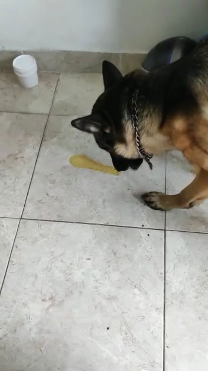 CamiMachado10_'s tweet photo. Estas eran las condiciones en q vivía Nala, un fallo de inspección solicitó la aprehensión de Nala por maltrato, esta decisión fue apelada y la secretaria de @SaludBGA_ revocó el fallo y ordenó devolver a Nala a este espantoso lugar 🤦🏻‍♂️ ¿Qué lógica manejan?  Además…🧵 https://t.co/hZC4Y6O6QW