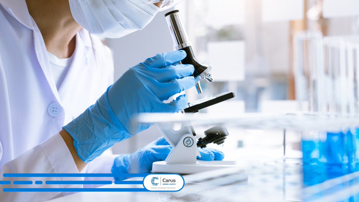 carus_ah's tweet photo. Discover the Carus approach! 🌐

🔵 Collaborate with key stakeholders to identify needs
🔵 Partner with companies to research solutions
🔵 Bring identified products to market, meeting the diverse needs of the #animalhealth sector

Find out more: 🔗 https://t.co/JrJq3r7lyu https://t.co/JgpqOp7vcN