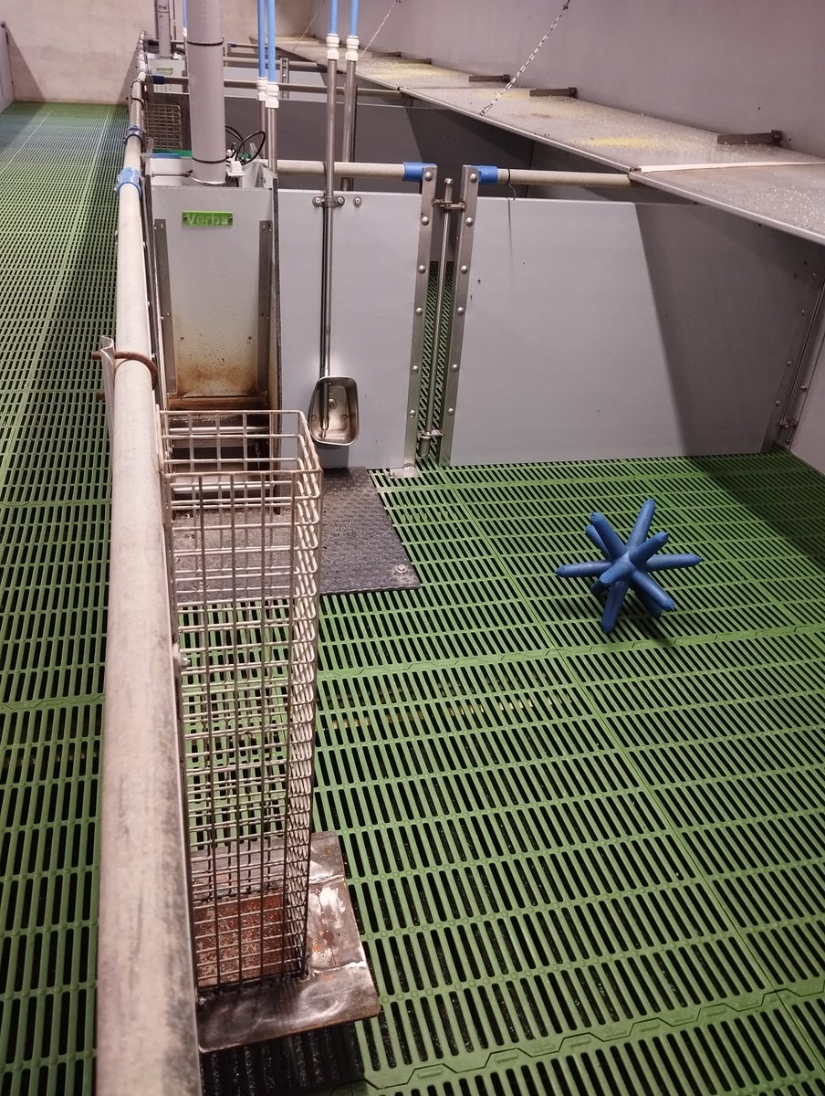 TailBiteAdvice's tweet photo. Piglets know how to pose !
Our pigs are getting ready for weaning next week to the room where the cameras are installed.

@Husdyrforskning, @teagascpig, @M3BIORES, @TailBiteAdvice

#AnimalWelfare #PrecisionLivestockFarming #IntactTails #PigBehaviour #TailBitingPrevention #PLF https://t.co/3Zk5C4exGI