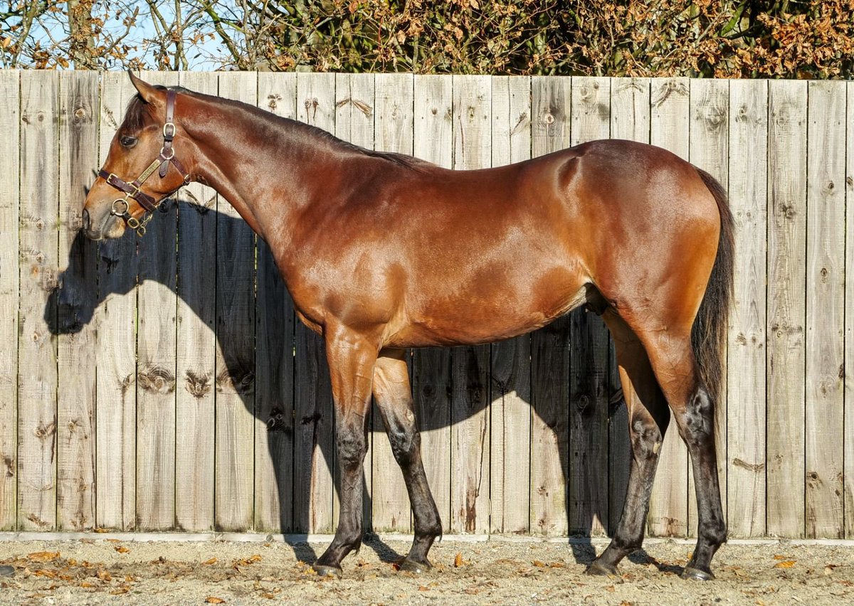 Carisbrooke Stud tweet media