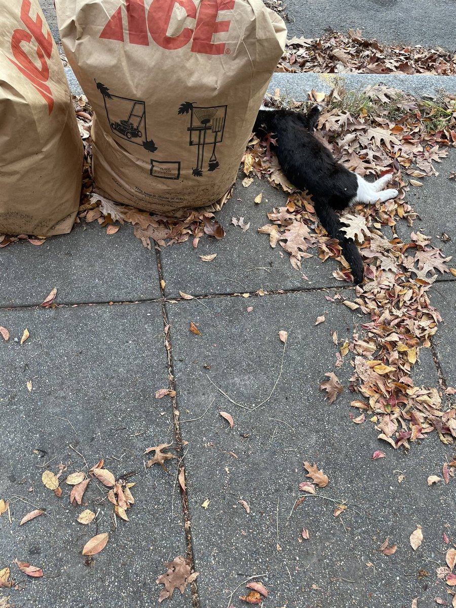 Hi <a href="/311DCgov/">DC311</a> — not sure who to contact or report to. Cat has sadly passed on the 3900 block of New Hampshire Ave NW on the even numbered side. Needs to be removed. Can you help?