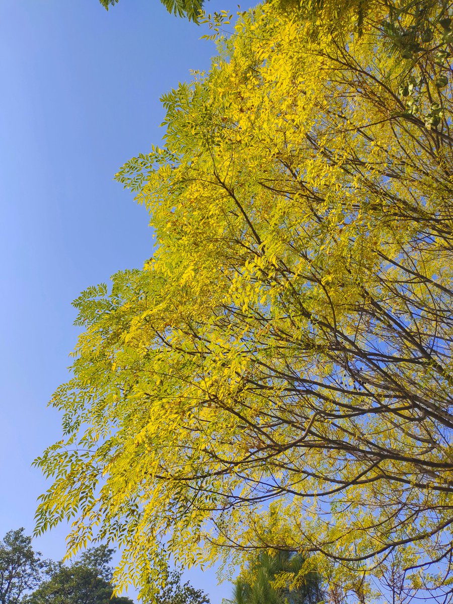 A treat to the eyes 💛🍀
#QAU_Islamabad #FallSeason