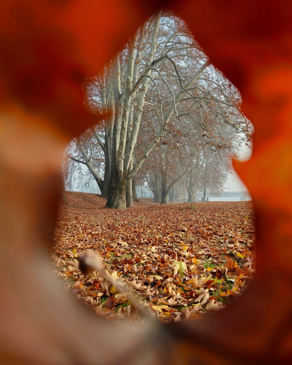 SyedAnwarRazvi1's tweet photo. #autumnfalls #AutumnVibes #autumnleaves ...
Shot by Syed https://t.co/LEa8lsBssy