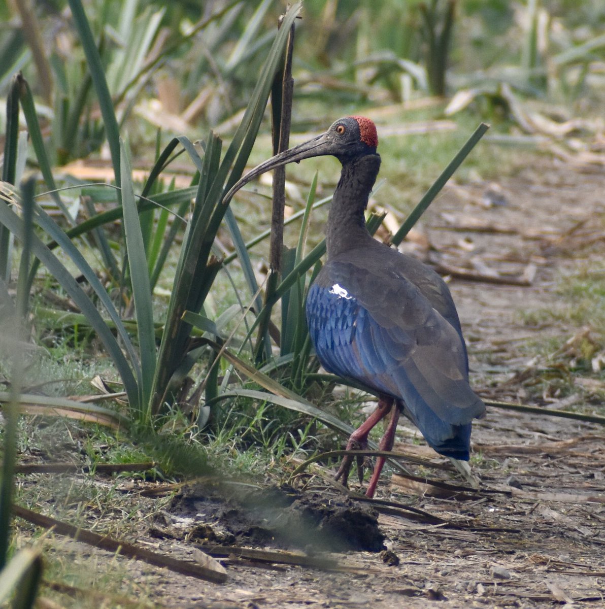 red-naped ibis (Pseudibis papillosa) #IndiAves #ThePhotoHour #TwitterNatureCommunity #birdsphotography #friday #birds #BirdsOfTwitter