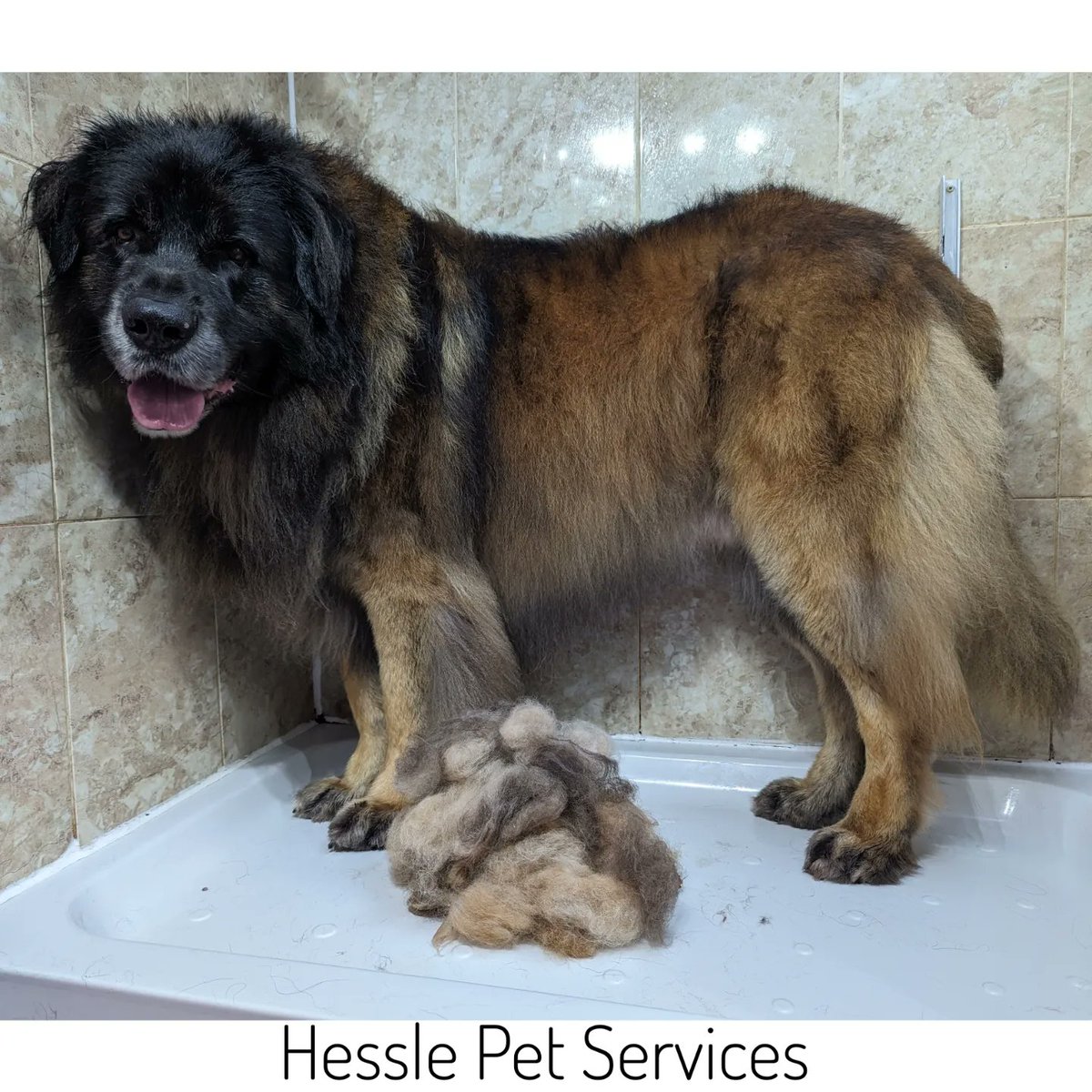 This magnificent beast gave up a lot of compacted coat this morning &amp; will be feeling amazing now 😍
#DogGroomer #Hessle #Leonberger #DogsOfTwitter