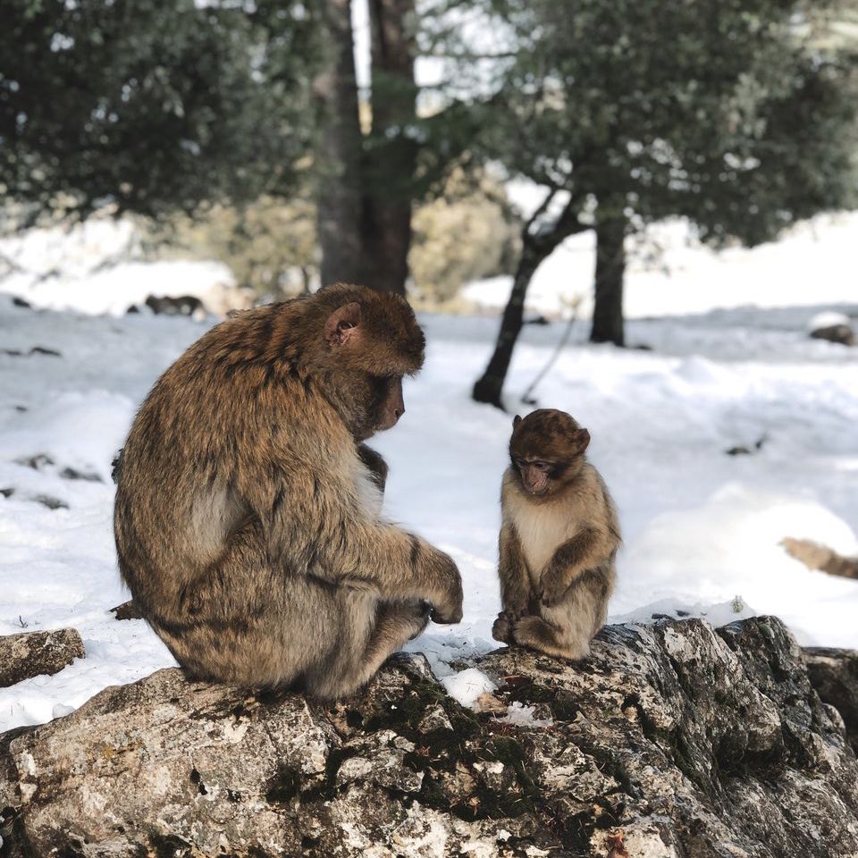 MoorishMovement's tweet photo. Snow time in Morocco. 🇲🇦 https://t.co/ThDpf1rR2d