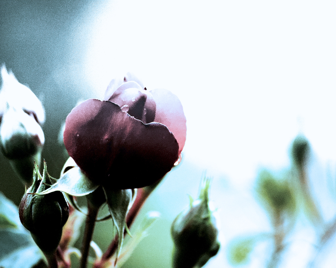 cameraShonan's tweet photo. 今帰宅😆お仕事おつかれさまです。こんばんわ。引き続き薔薇写真です。薔薇好きの薔薇写真投稿が続きますがよけれ��おつきあいください☺️
#TLを花でいっぱいにしよう #薔薇 #秋 #風景写真 #花が好き #自然 #薔薇が好き #薔薇を愛する人 #バラを愛する人 #rose #roselover https://t.co/YCgzbUGsYM
